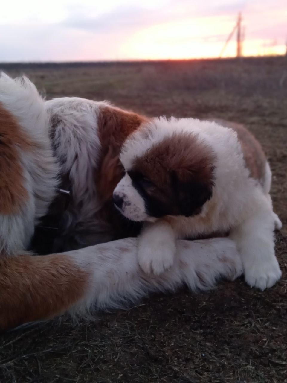 Цуценята Сенбернара