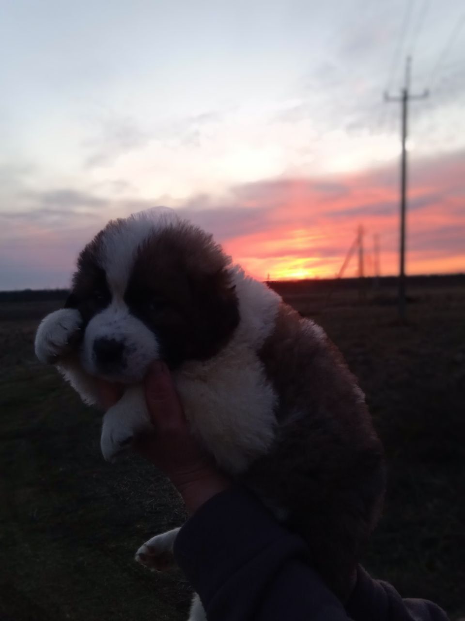 Цуценята Сенбернара