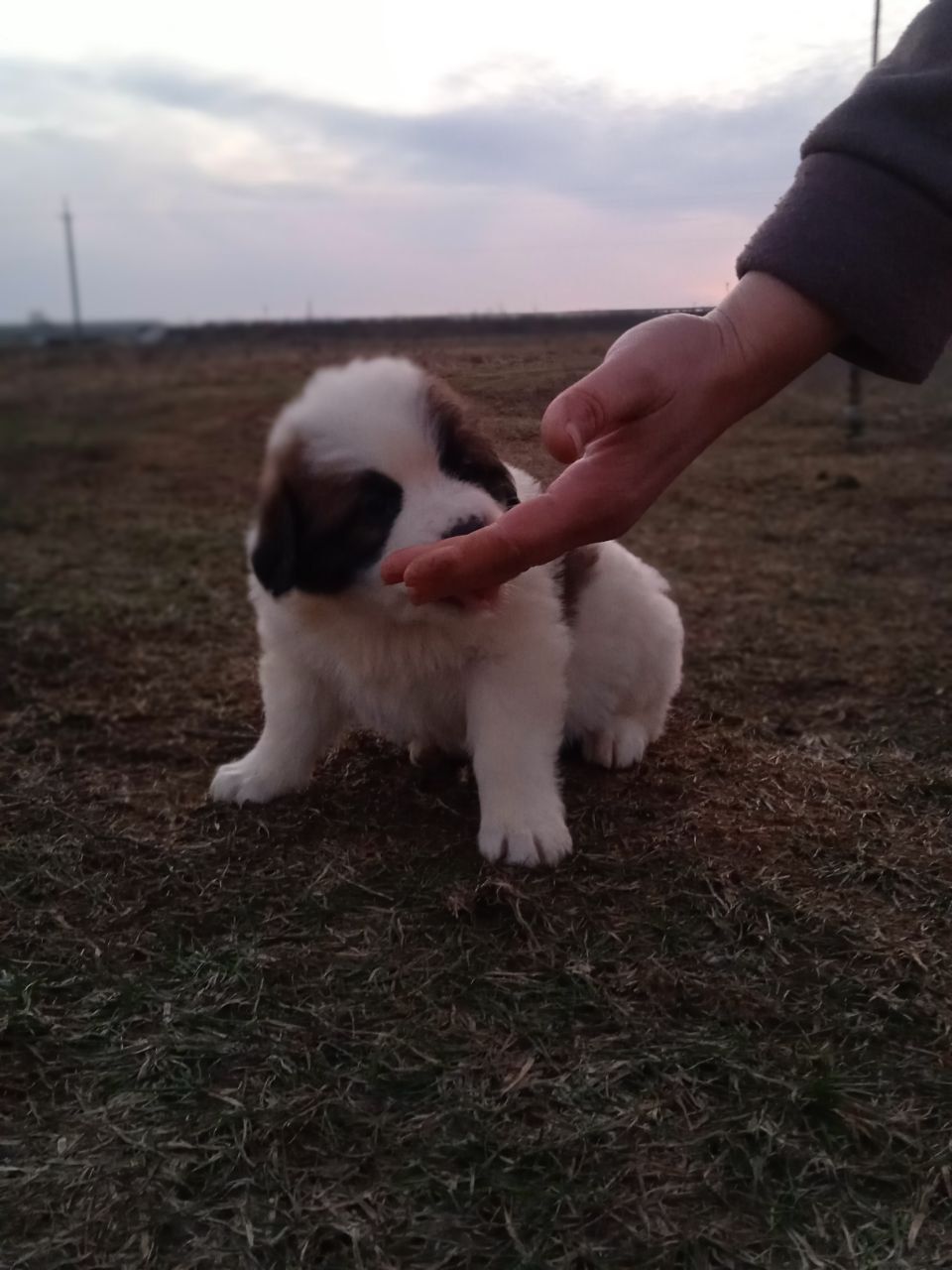 Цуценята Сенбернара