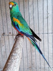 Певчий многоцветный