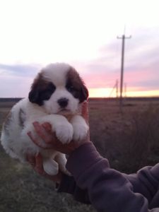 Цуценята Сенбернара