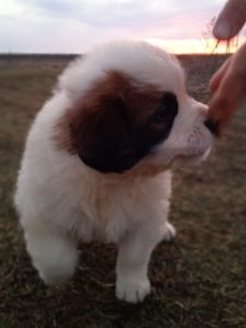 Цуценята Сенбернара