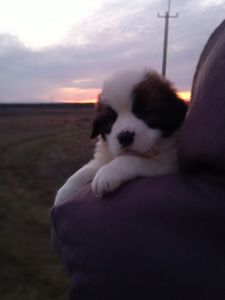 Цуценята Сенбернара