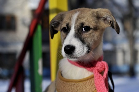 Голді чекає