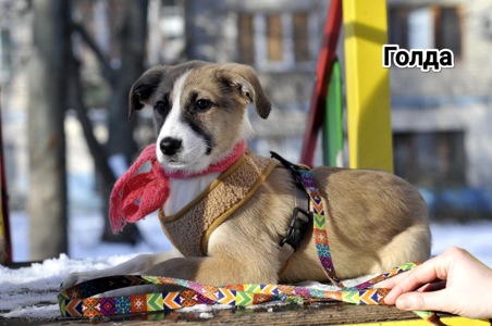 Голді чекає