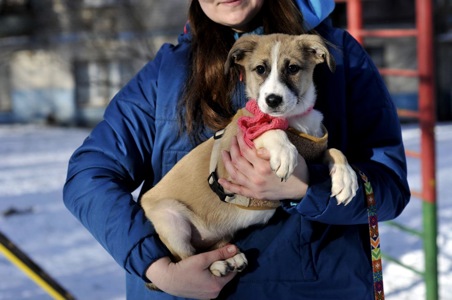 Голді чекає