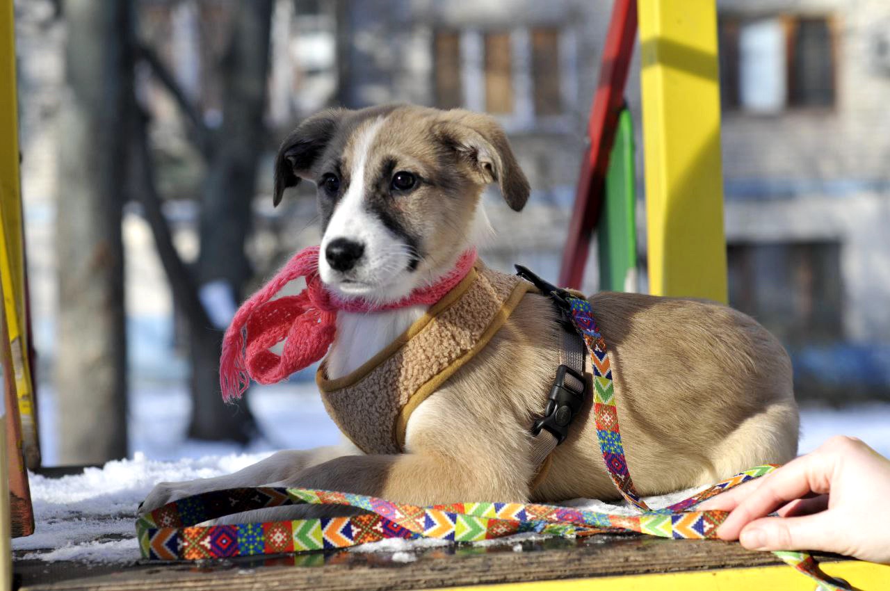 Голді чекає