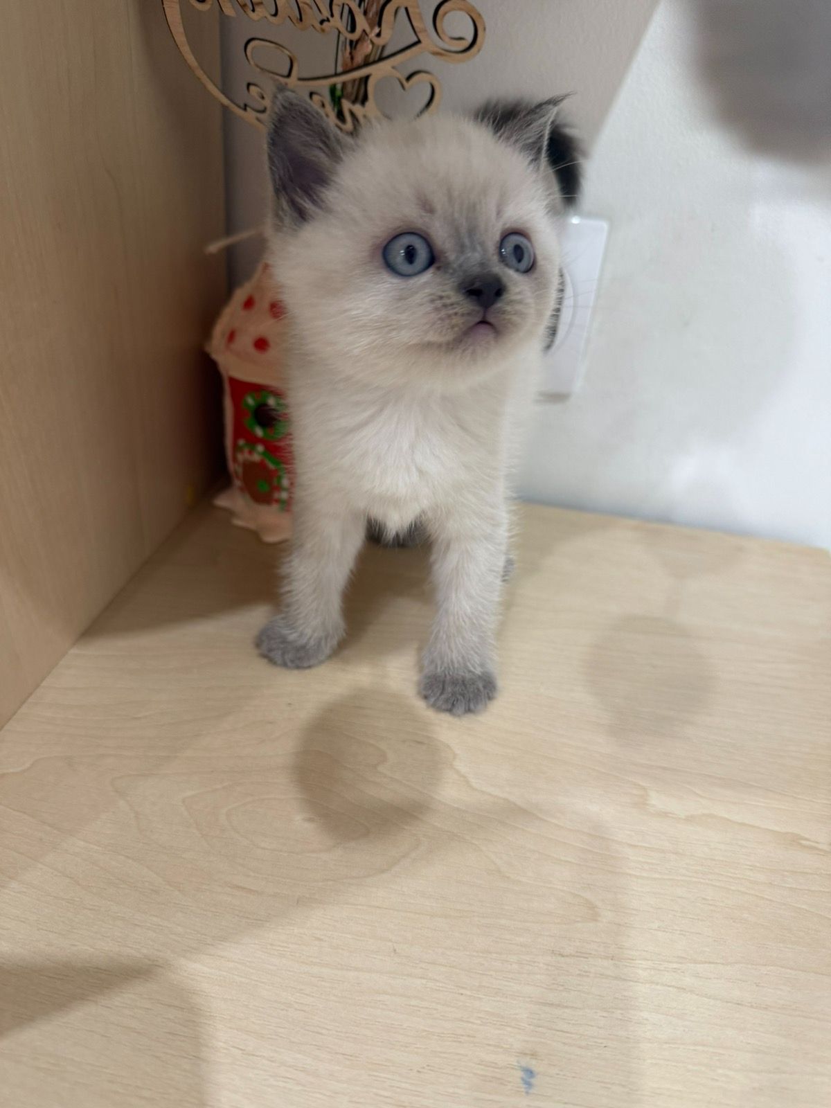 Чистокровні шотландські прямовухі котики