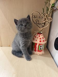 Чистокровні шотландські прямовухі котики