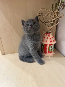 Чистокровні шотландські прямовухі котики