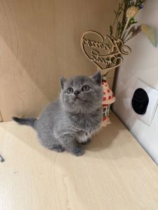 Чистокровні шотландські прямовухі котики