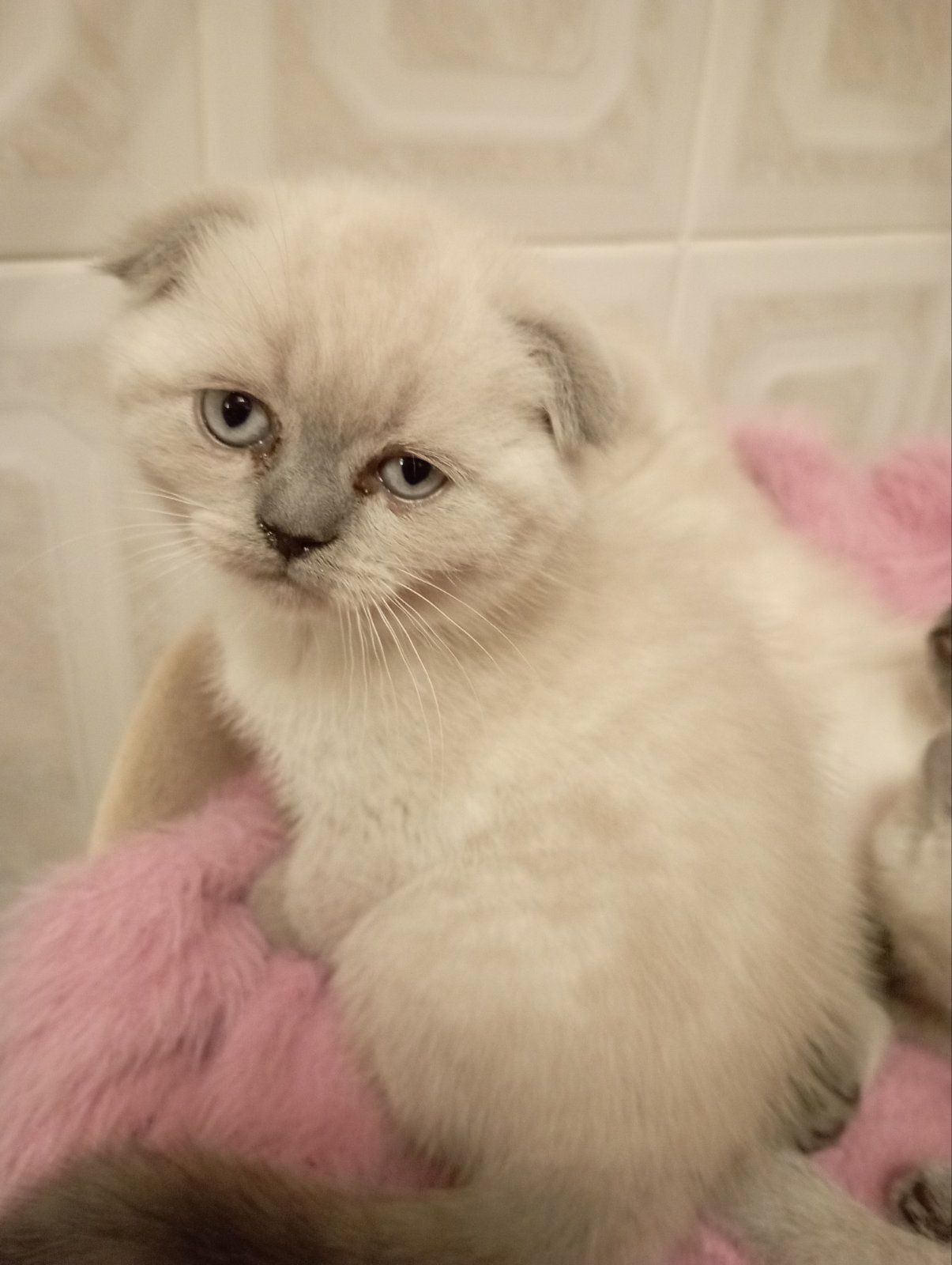 Неймовірно Гарнющі Віслоушки та прямоушка