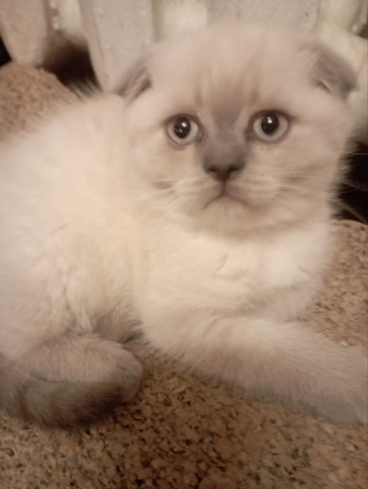 Неймовірно Гарнющі Віслоушки та прямоушка