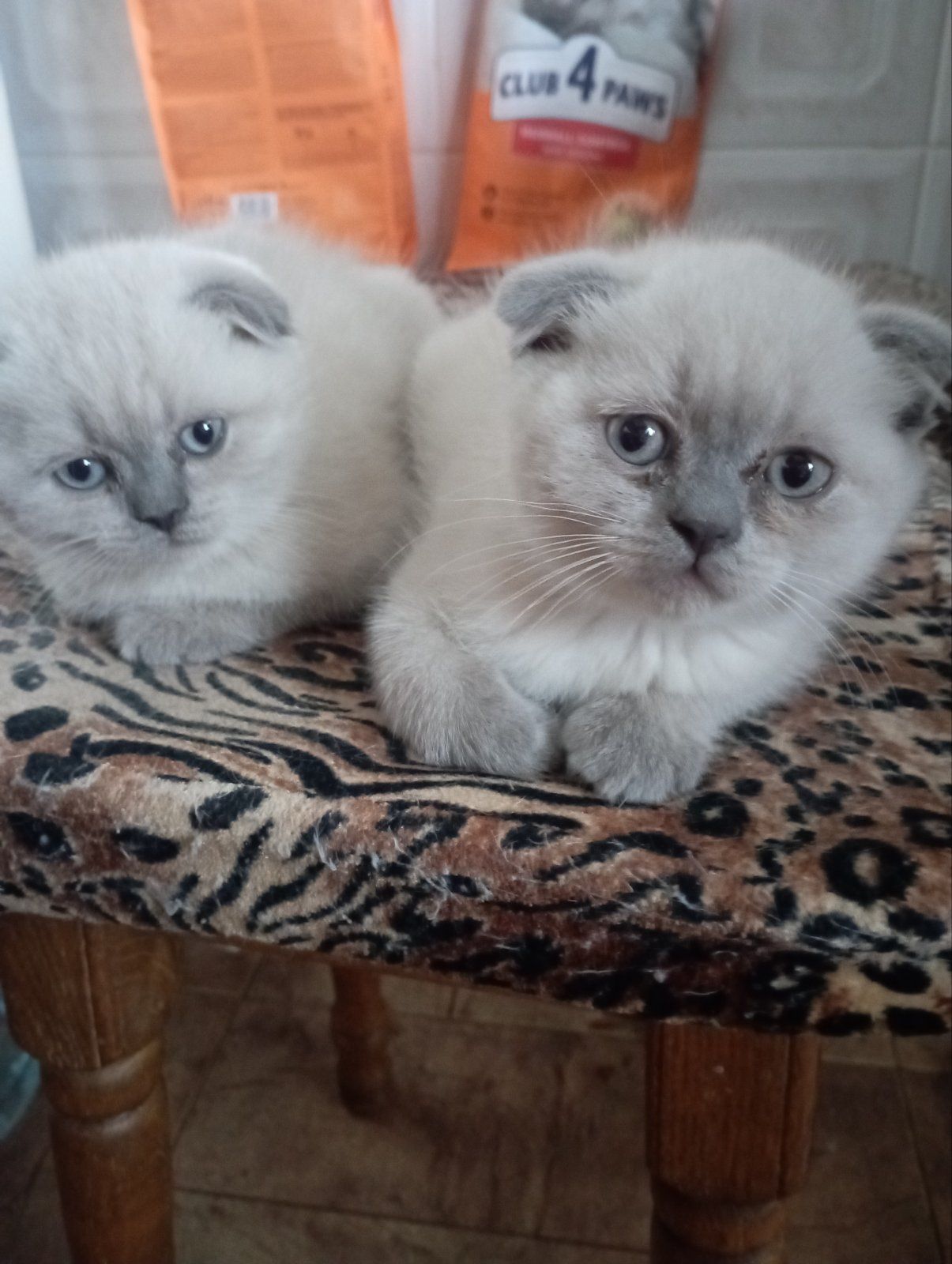 Неймовірно Гарнющі Віслоушки та прямоушка