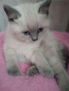 Неймовірно Гарнющі Віслоушки та прямоушка