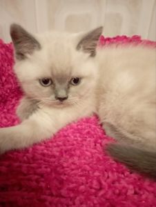 Неймовірно Гарнющі Віслоушки та прямоушка