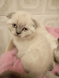 Неймовірно Гарнющі Віслоушки та прямоушка