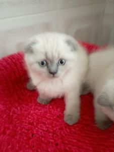 Неймовірно Гарнющі Віслоушки та прямоушка