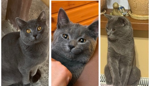 Котик у добрі руки!