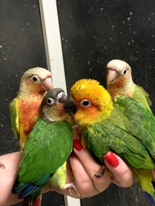 Ручнi пташенята папуги пiрура