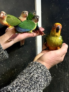 Ручнi пташенята папуги пiрура