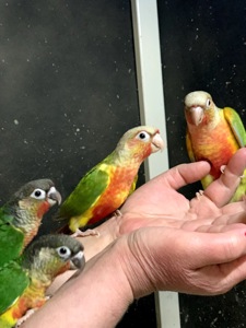 Ручнi пташенята папуги пiрура