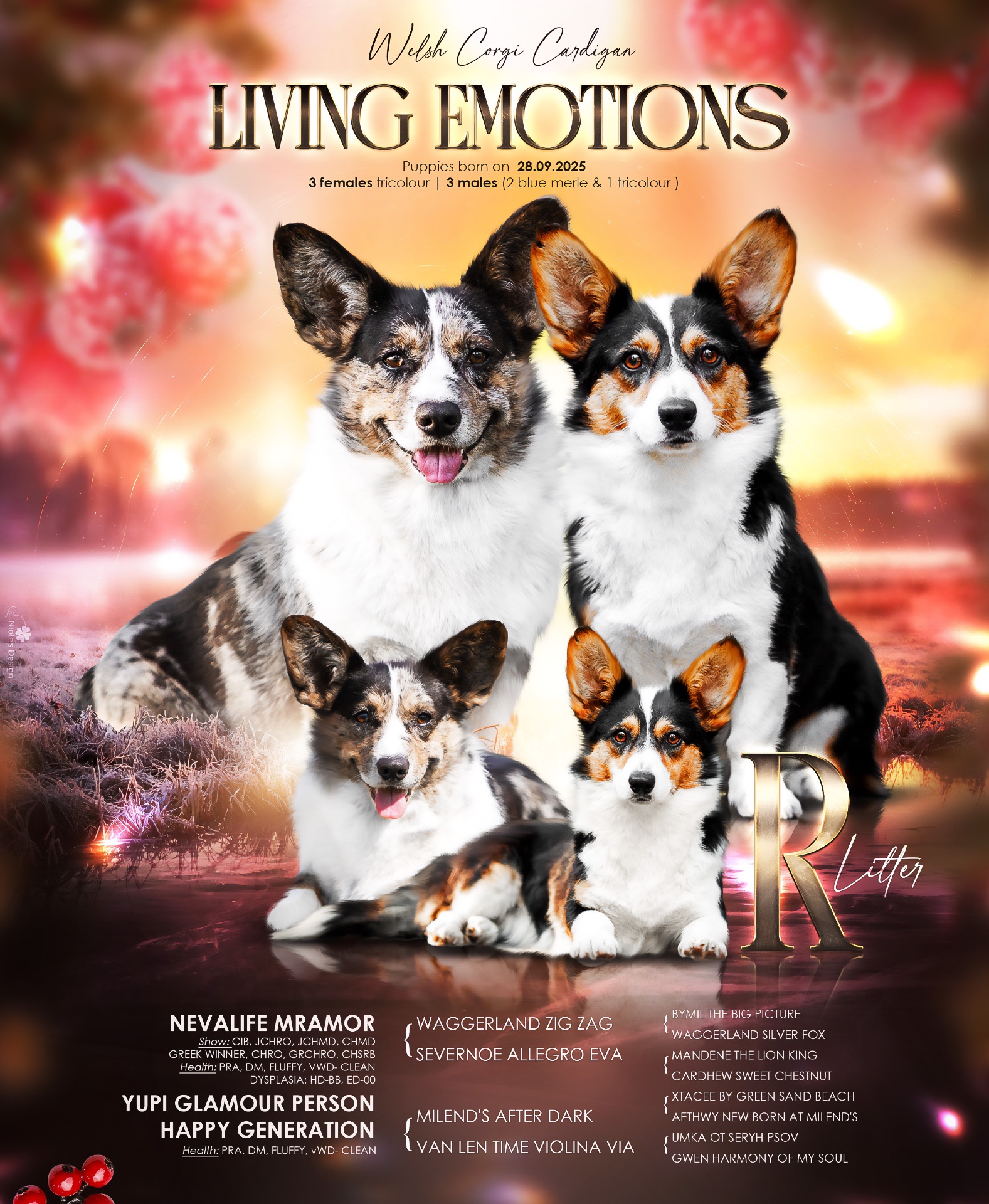 Прекрасні хлопчики коргі кардіган, забарвлення блю мерле