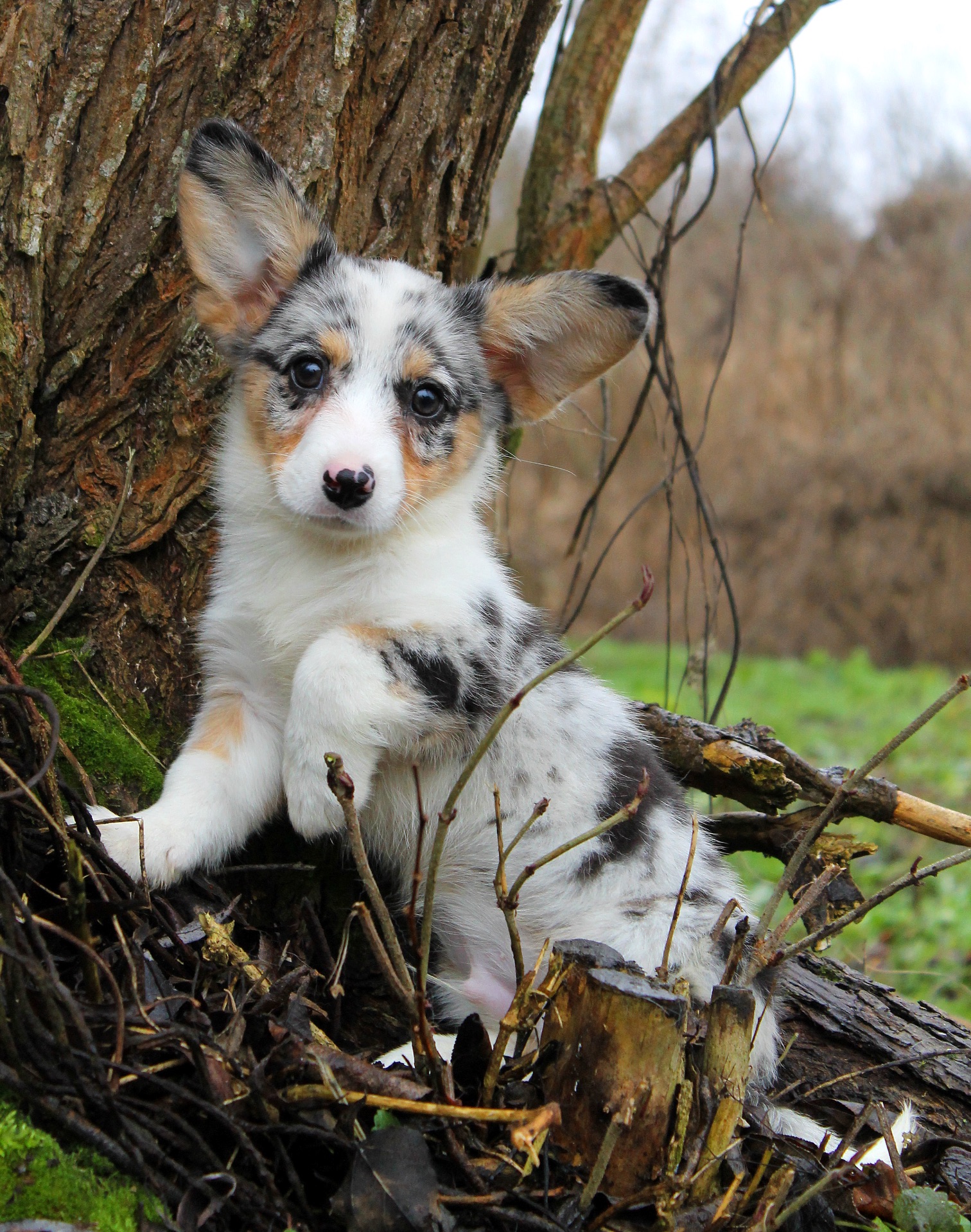 Прекрасні хлопчики коргі кардіган, забарвлення блю мерле