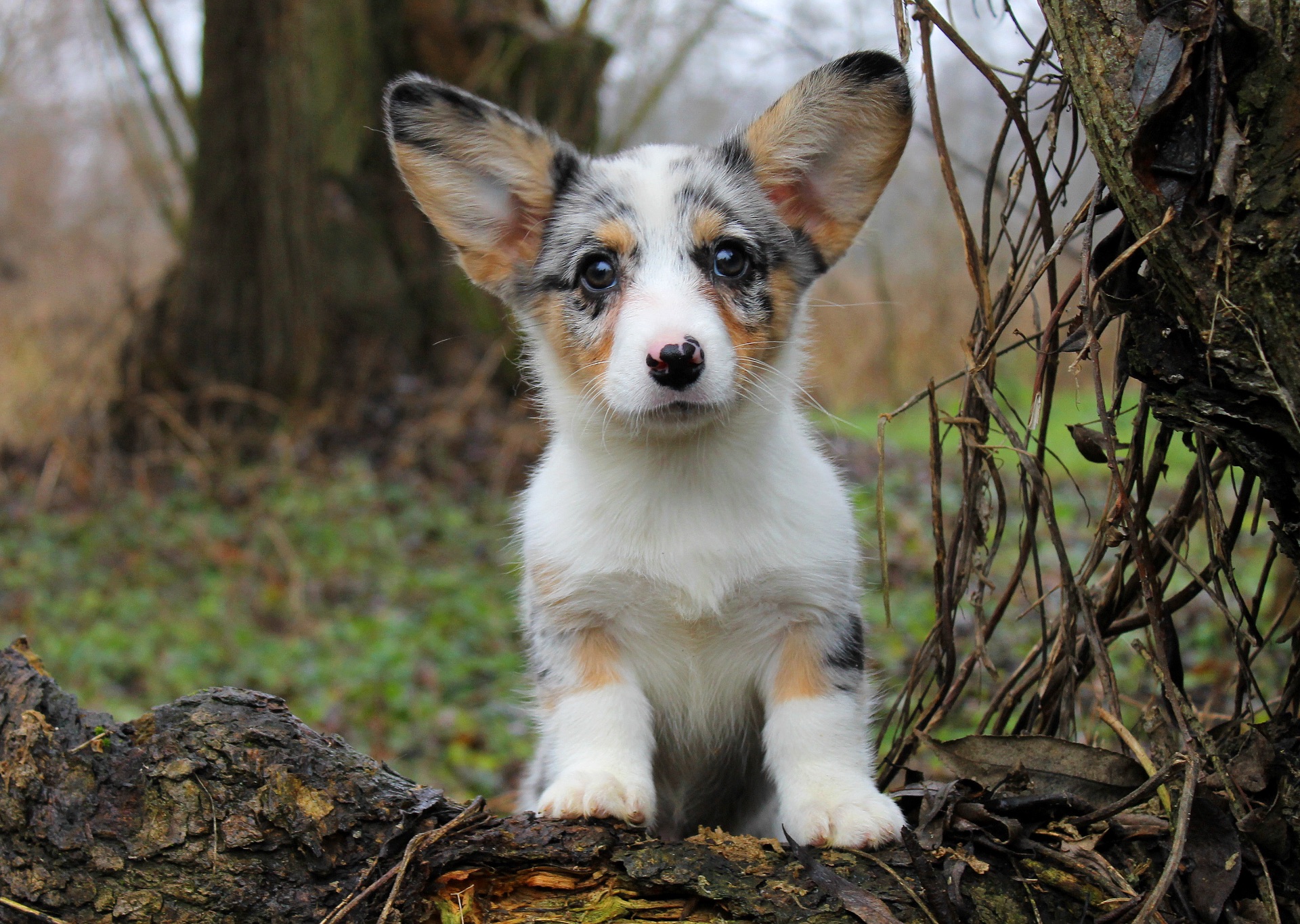 Прекрасні хлопчики коргі кардіган, забарвлення блю мерле