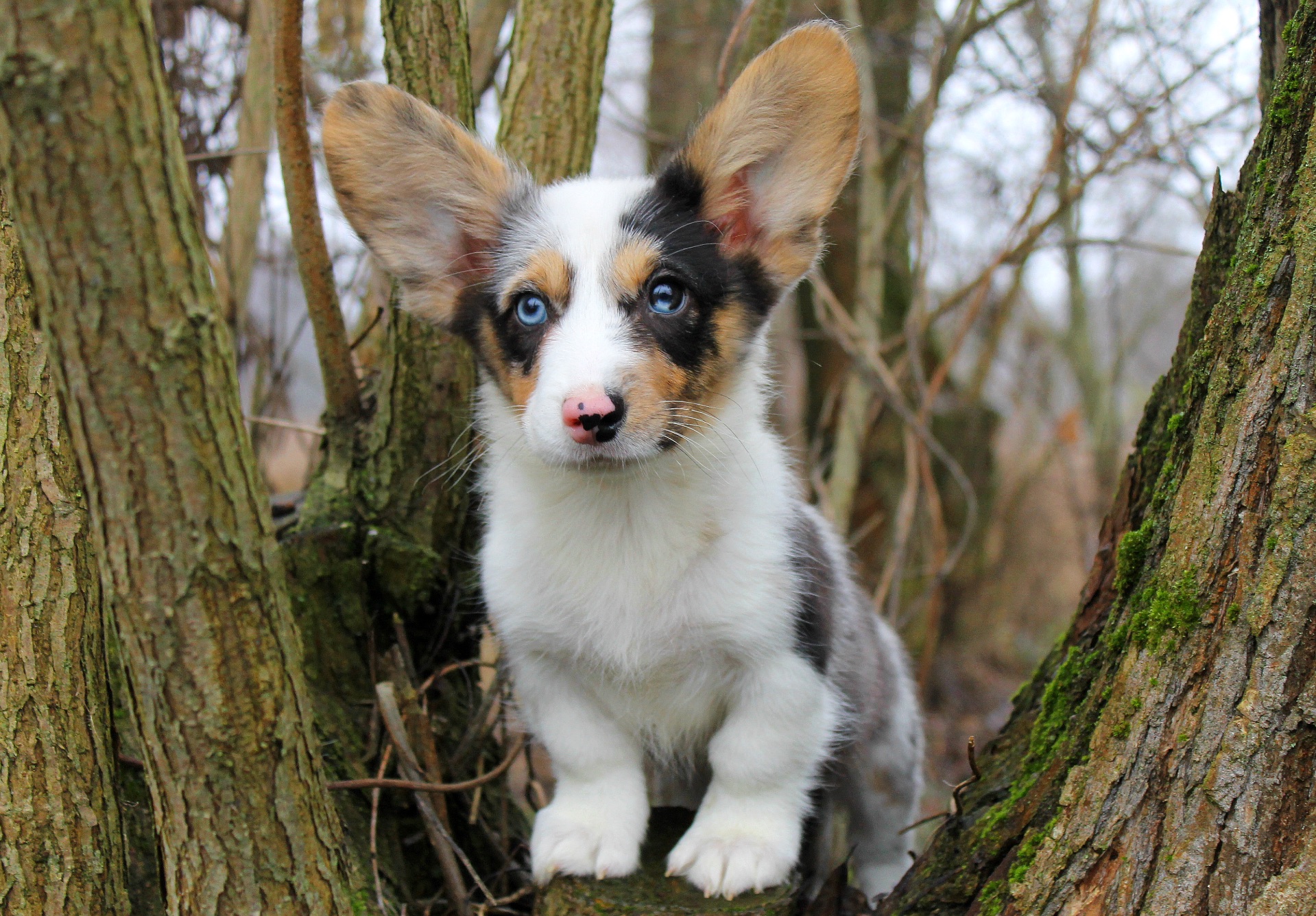 Прекрасні хлопчики коргі кардіган, забарвлення блю мерле