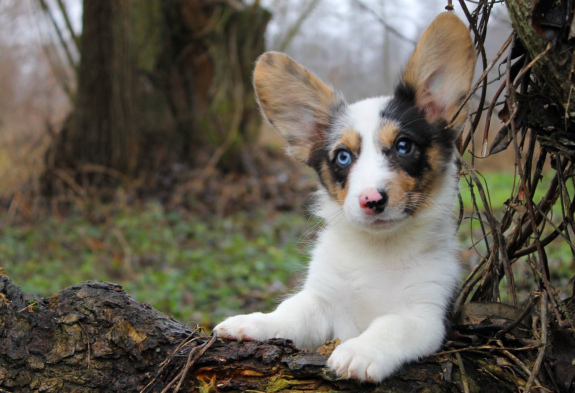 Прекрасні хлопчики коргі кардіган, забарвлення блю мерле