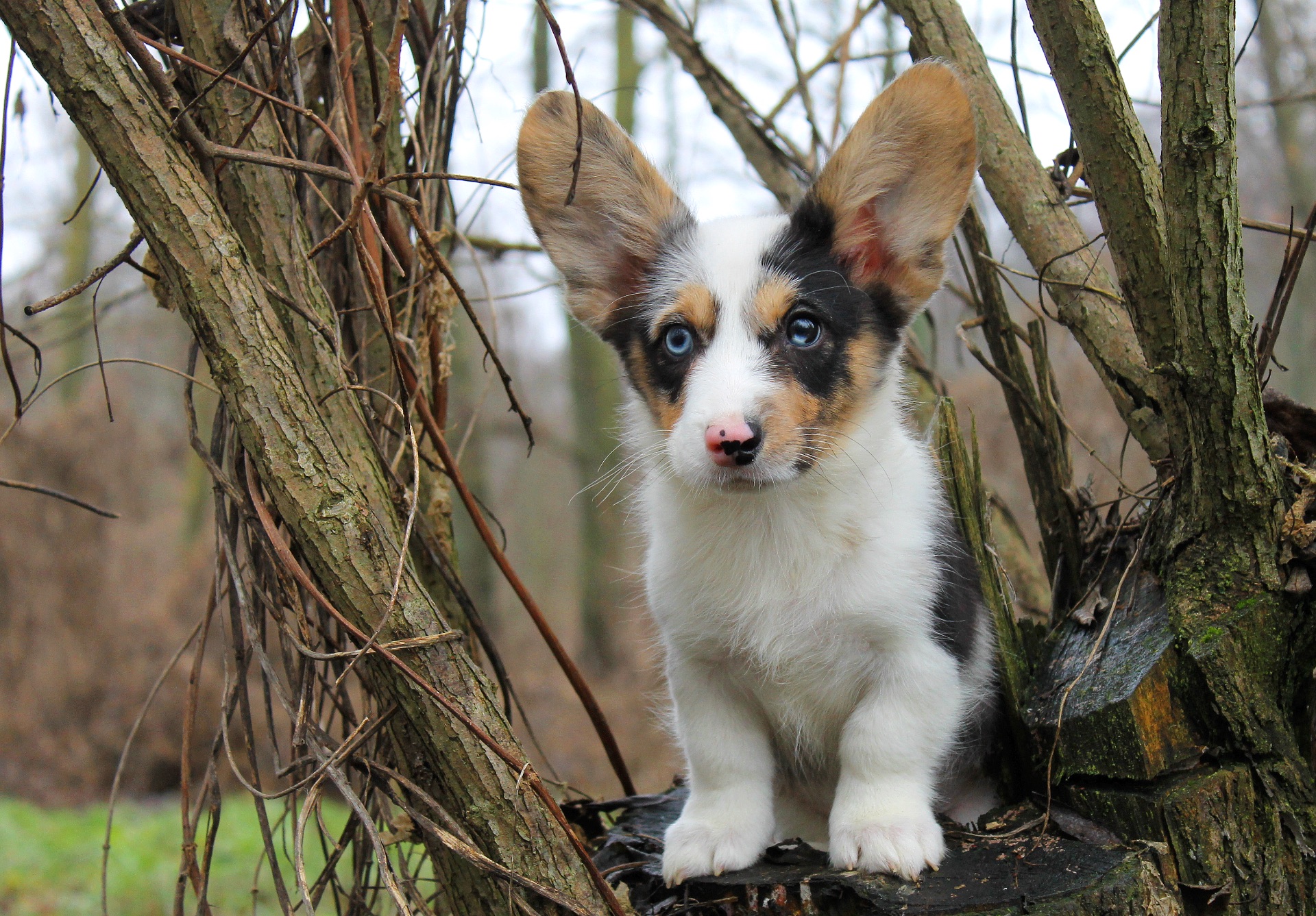 Прекрасні хлопчики коргі кардіган, забарвлення блю мерле