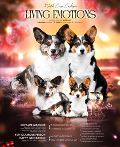 Прекрасні хлопчики коргі кардіган, забарвлення блю мерле