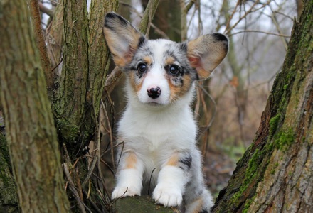 Прекрасні хлопчики коргі кардіган, забарвлення блю мерле