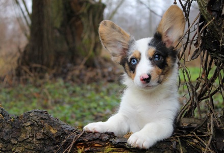 Прекрасні хлопчики коргі кардіган, забарвлення блю мерле