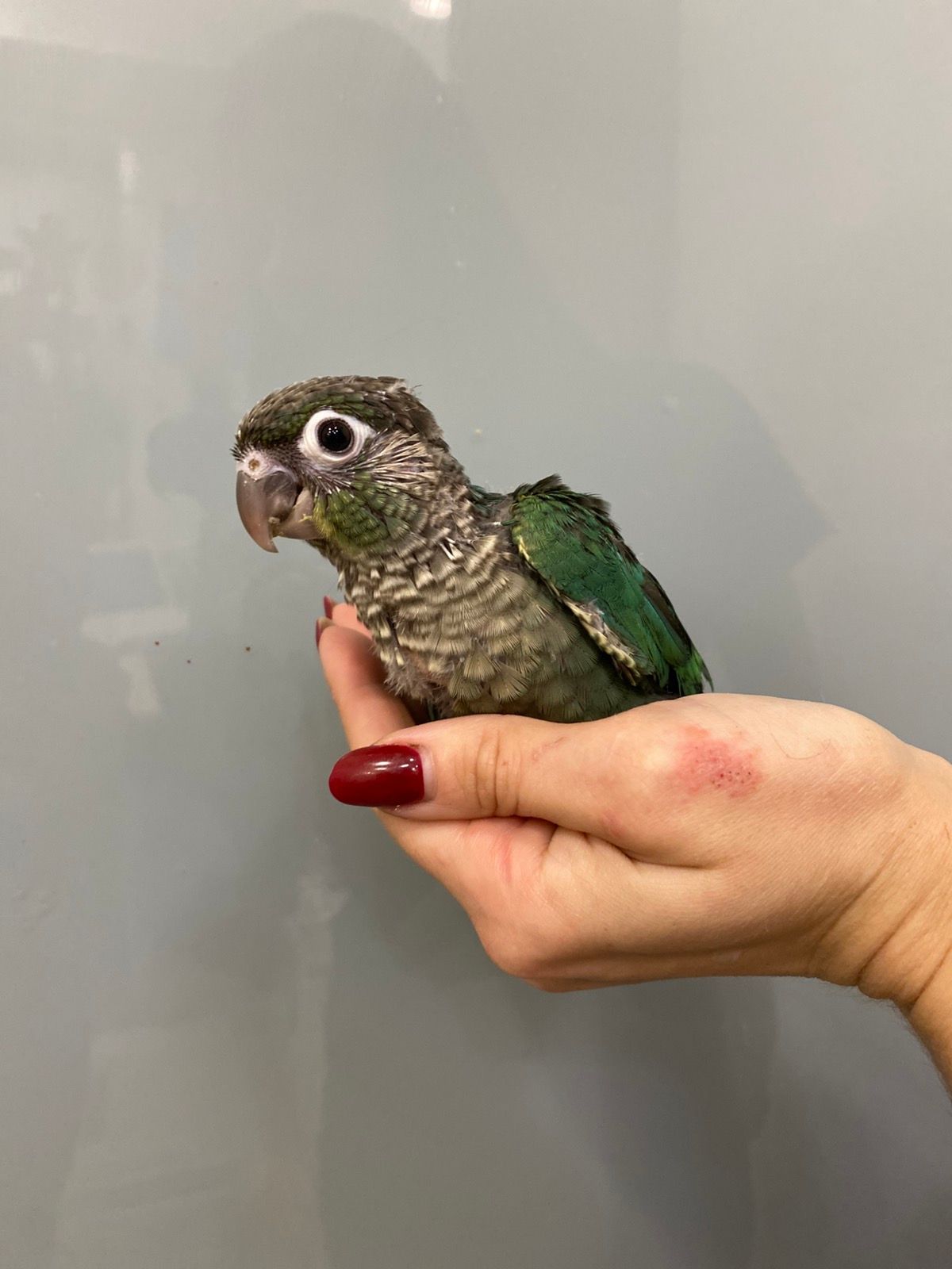 Пірура або піррура - найкращий папуга у світі, ручні пташенята