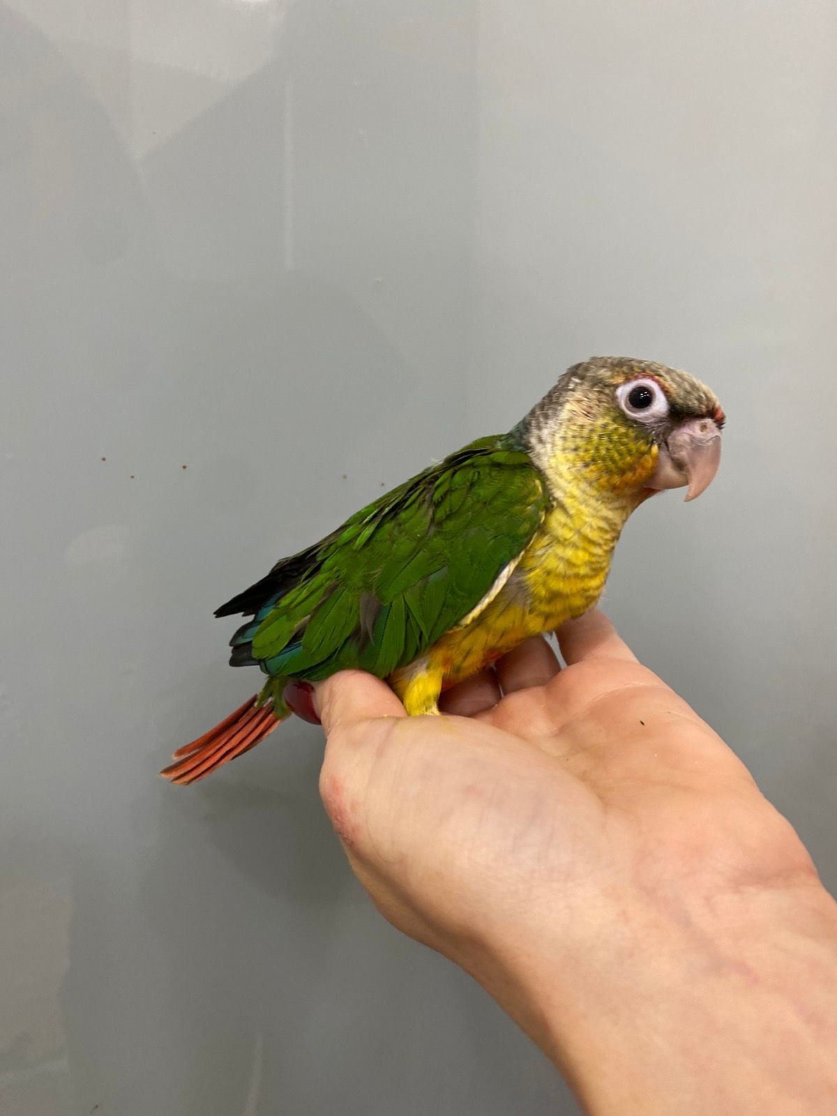 Пірура або піррура - найкращий папуга у світі, ручні пташенята