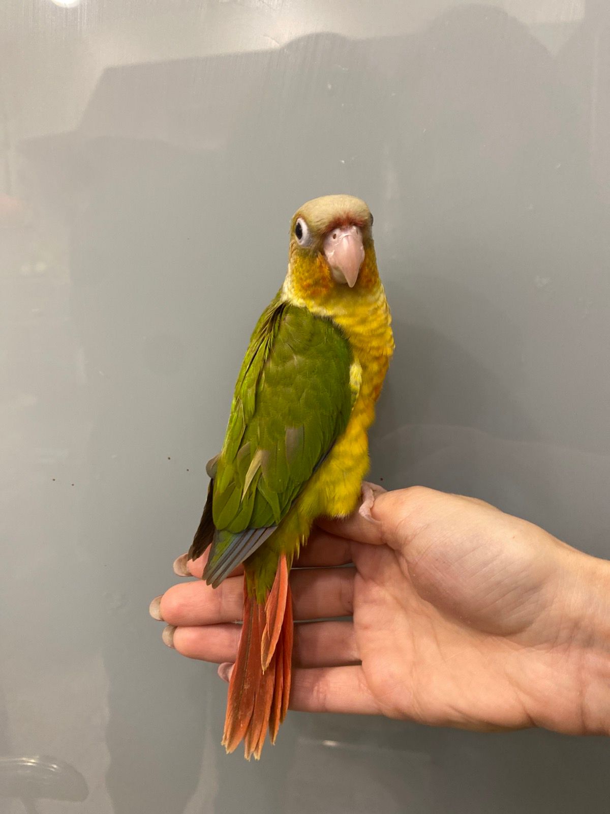 Пірура або піррура - найкращий папуга у світі, ручні пташенята