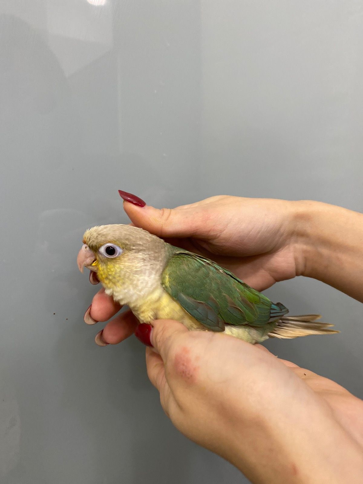 Пірура або піррура - найкращий папуга у світі, ручні пташенята