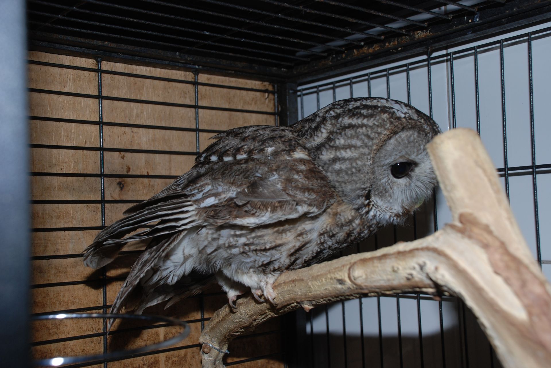 декоративная серая Сова, Сова неясыть