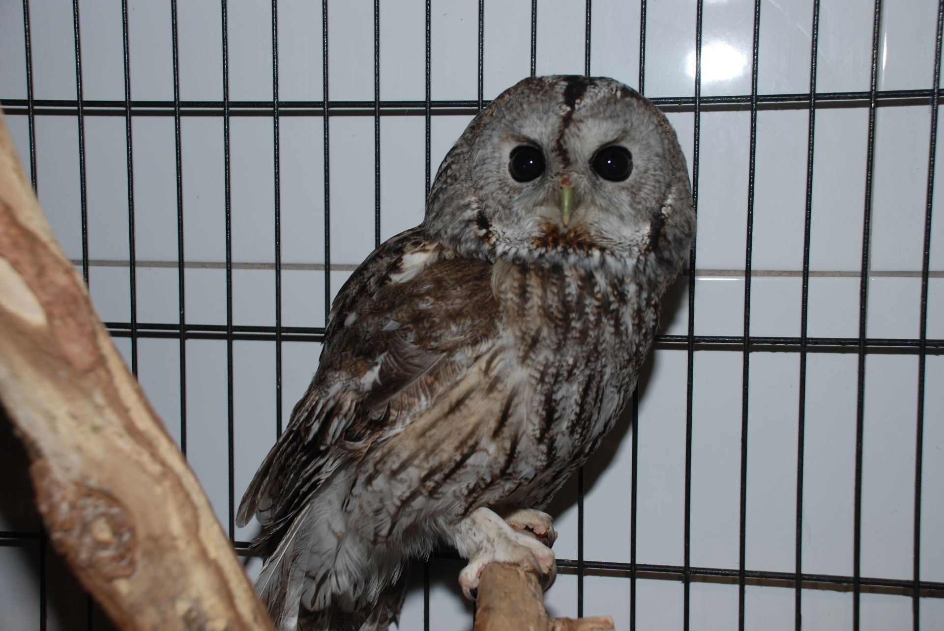 декоративная серая Сова, Сова неясыть