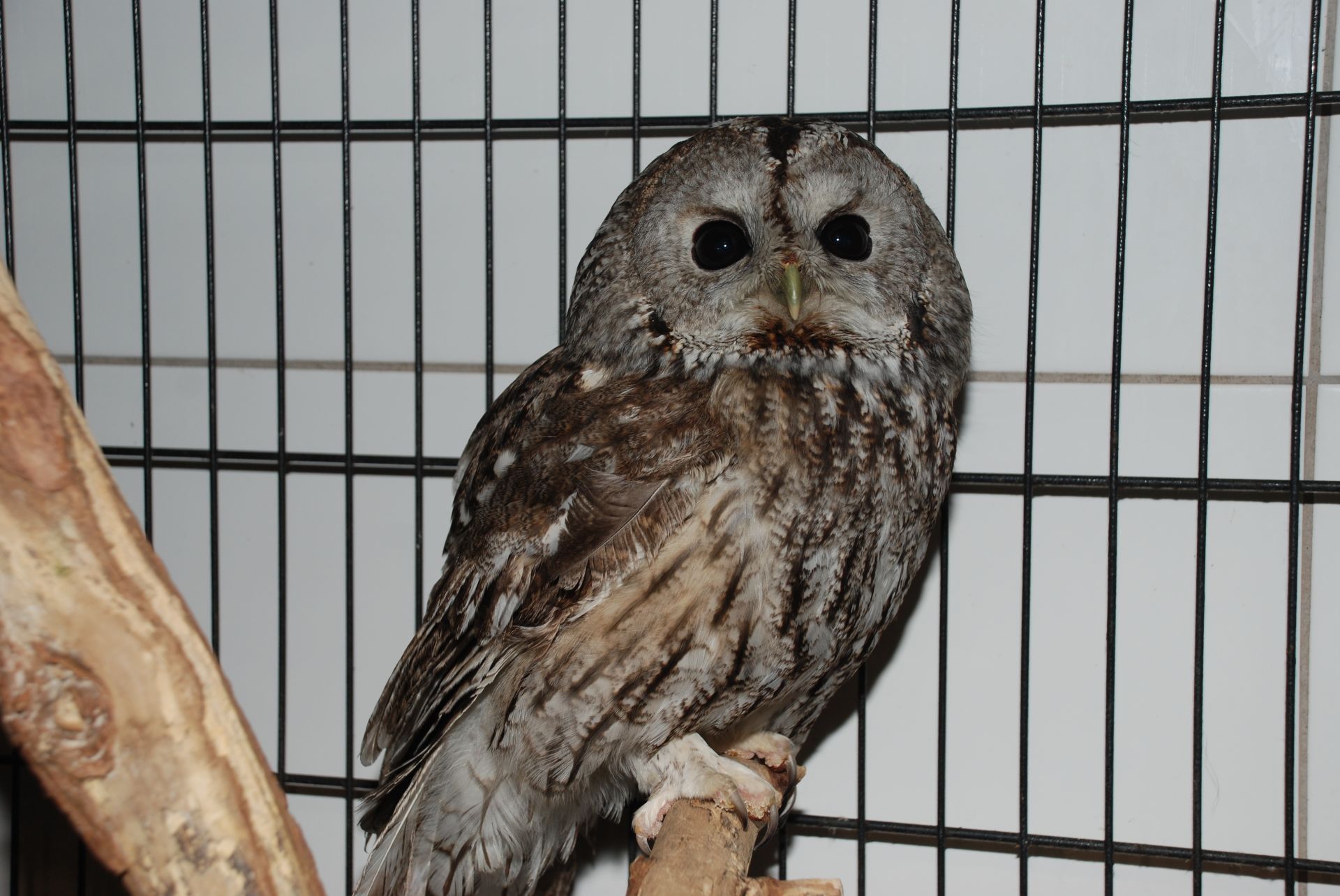 декоративная серая Сова, Сова неясыть