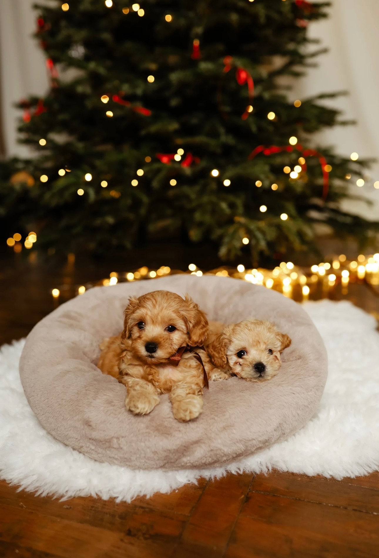 Цуценя мальтипу