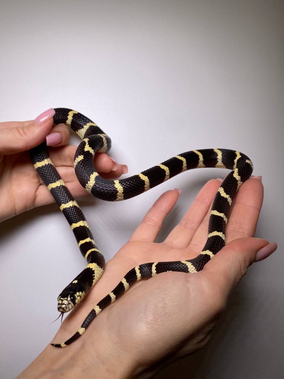 Каліфорнійська королівська змія, ручна королівська змійка