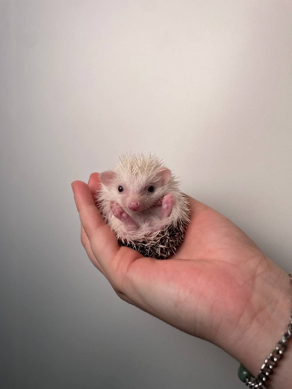 Африканський їжачок декоративний, ручні їжачкки, ручні малюки їжачки різних окрасів та статті