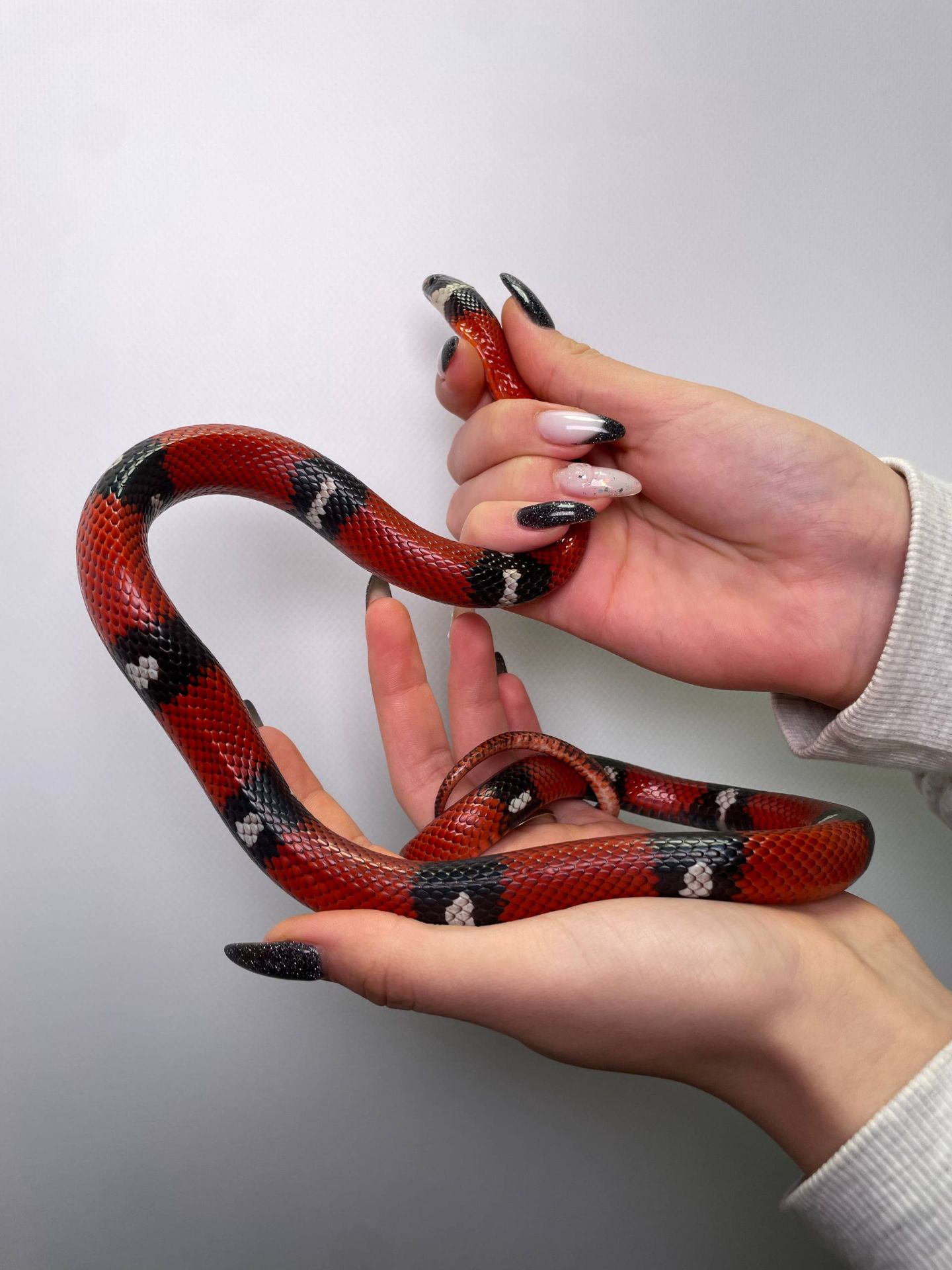 Сіналойська молочна змія, червона змія, молочна змія, яскраві змії, сіналоє