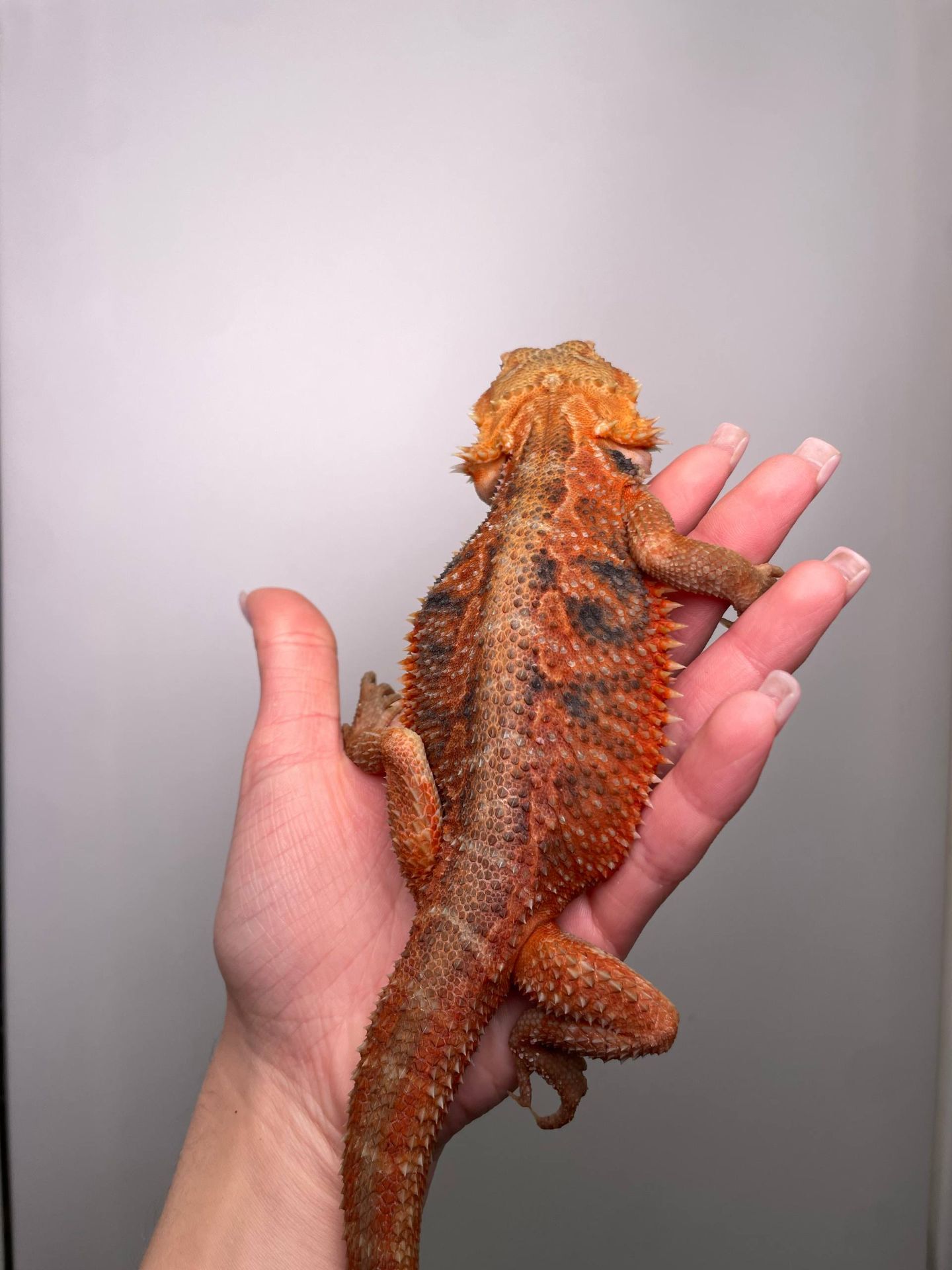 Бородата агама, мега ручні та спокійні ящірки, бородата ящірка, бартагама