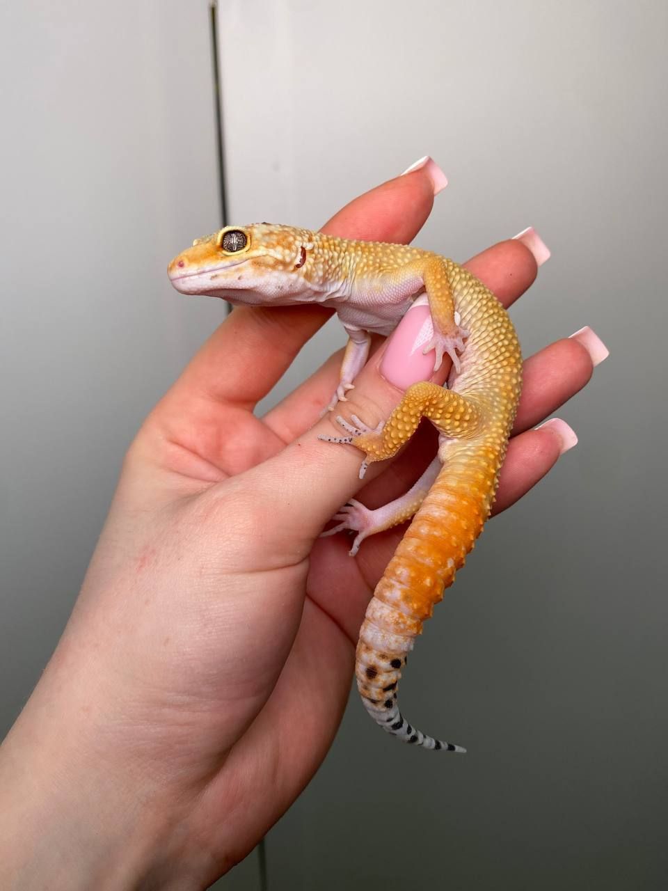 Еублефар, геккон эублефар, улыбающая ящерица, леопардовый геккон