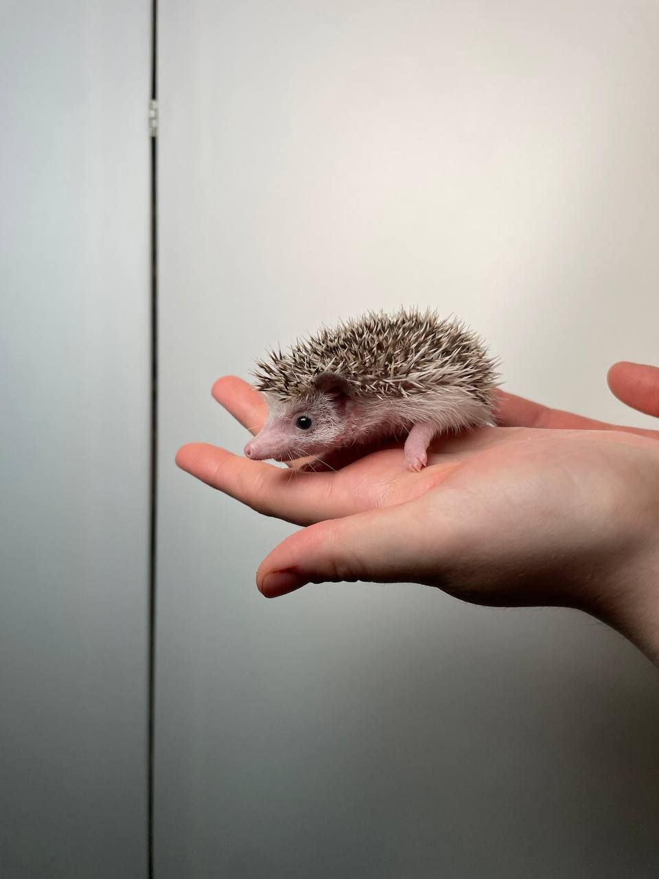 Африканський їжачок декоративний, ручні їжачкки, ручні малюки їжачки різних окрасів та статті