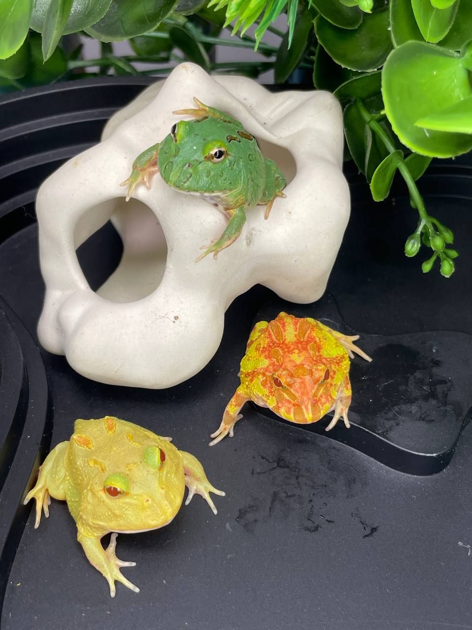 Жаба рогатка, рогатка кранвелла, яскрава жаба ітанія, жаба для дому, кругла жабка